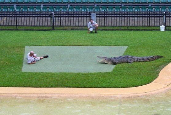 crocodiles feeding