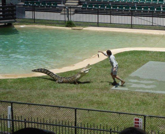 crocodiles feeding