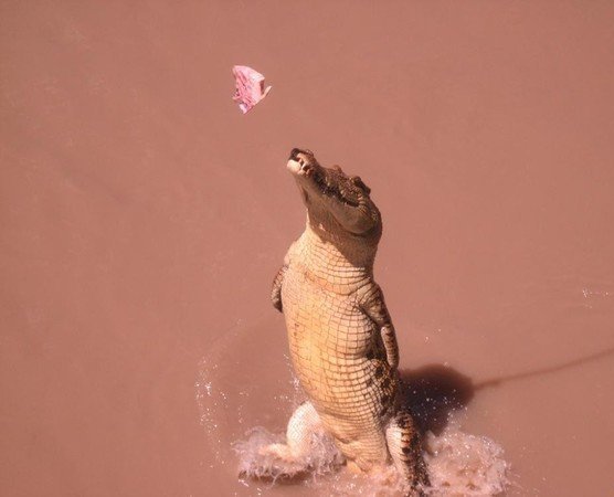 crocodiles feeding