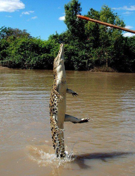 crocodiles feeding