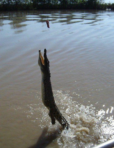 crocodiles feeding