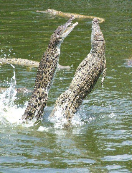 crocodiles feeding