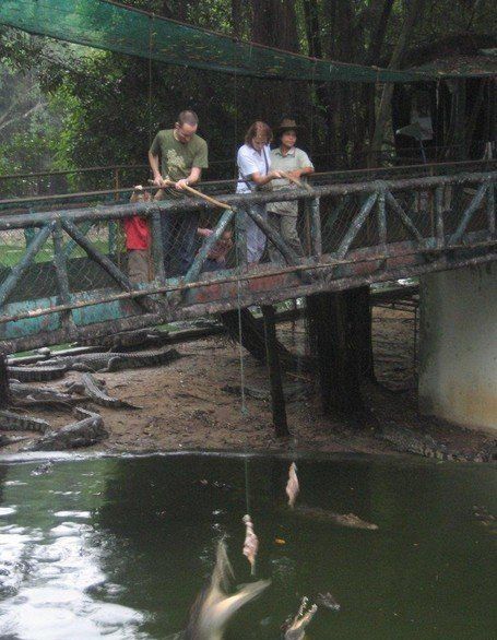 crocodiles feeding