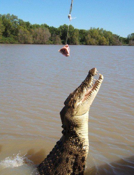 crocodiles feeding