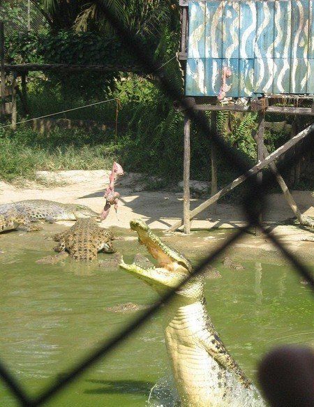 crocodiles feeding