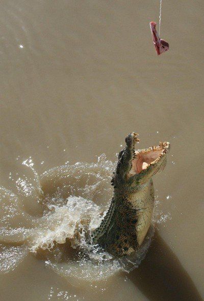 crocodiles feeding