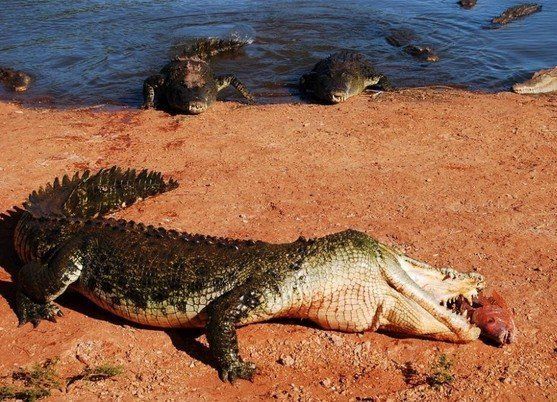 crocodiles feeding