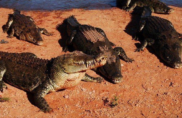 crocodiles feeding