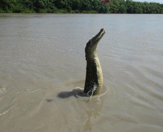 crocodiles feeding