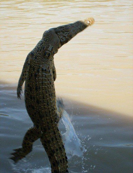 crocodiles feeding