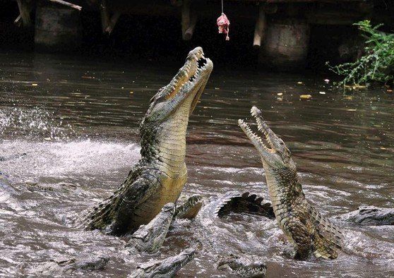 crocodiles feeding