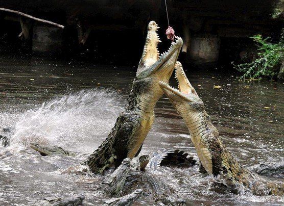 crocodiles feeding