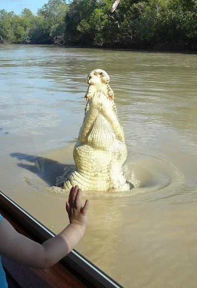 crocodiles feeding