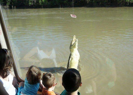 crocodiles feeding