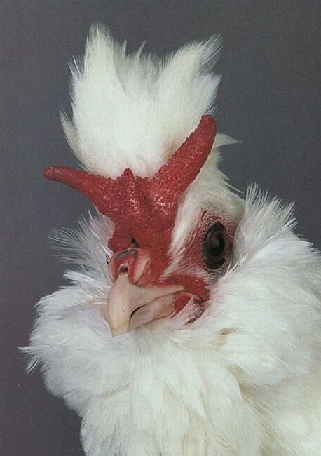 Unusual rooster