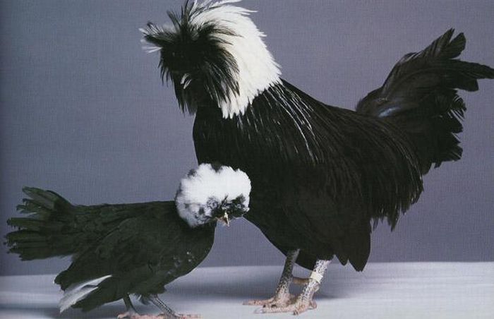 Unusual rooster