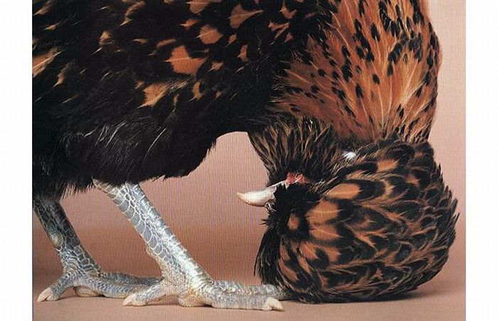 Unusual rooster