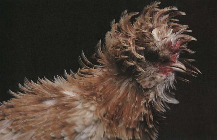 Unusual rooster