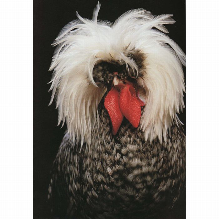 Unusual rooster