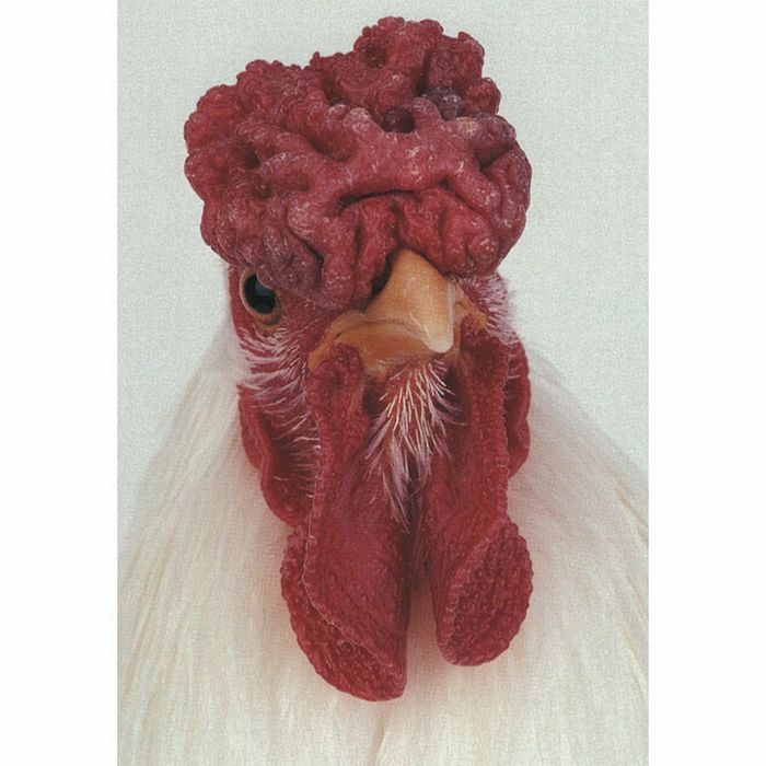 Unusual rooster