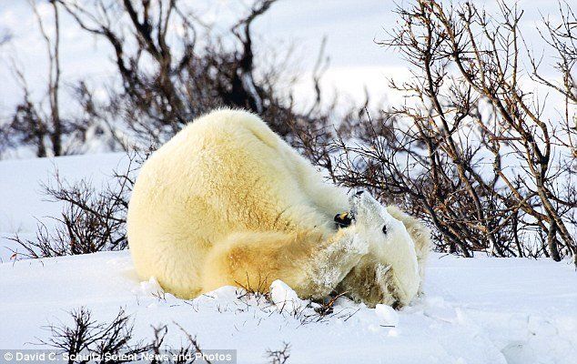 drunken bear