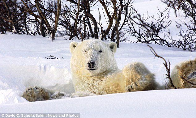 drunken bear