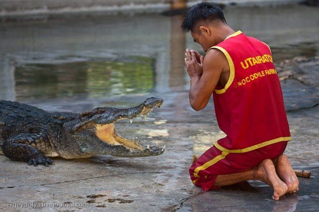 Crocodile show, Million Years Stone Park, Pattaya, Thailand