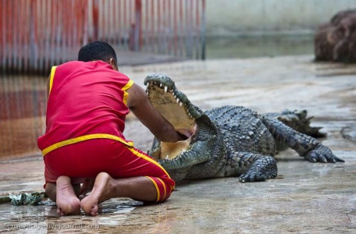 Crocodile show, Million Years Stone Park, Pattaya, Thailand