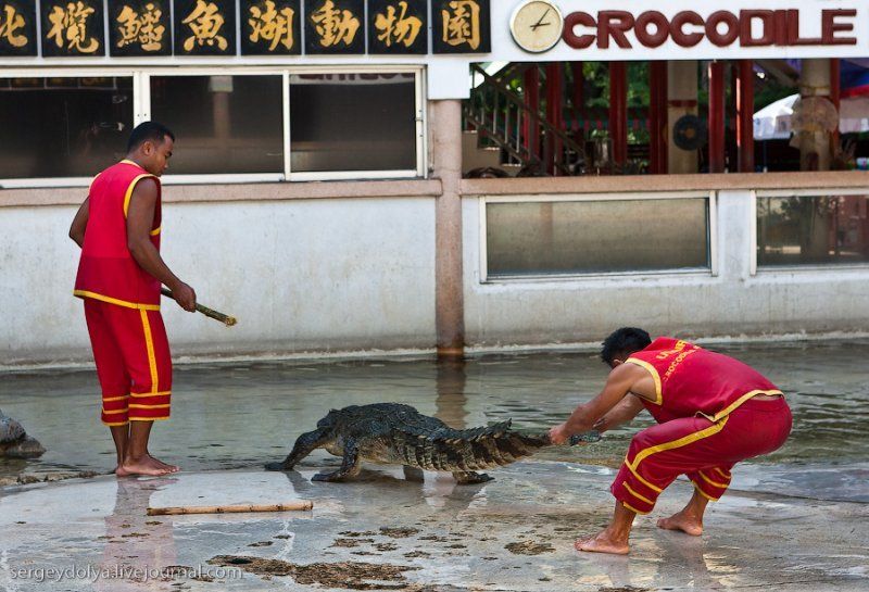 Crocodile show, Million Years Stone Park, Pattaya, Thailand