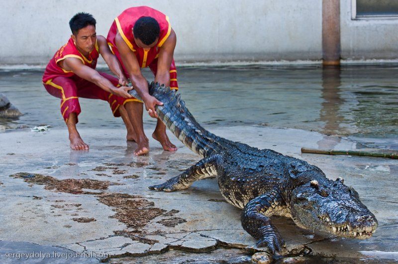 Crocodile show, Million Years Stone Park, Pattaya, Thailand