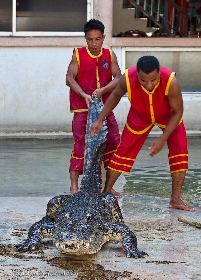 Crocodile show, Million Years Stone Park, Pattaya, Thailand