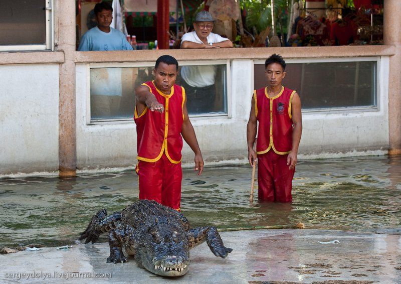 Crocodile show, Million Years Stone Park, Pattaya, Thailand