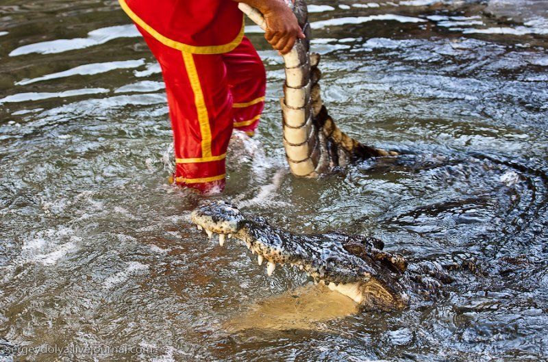 Crocodile show, Million Years Stone Park, Pattaya, Thailand