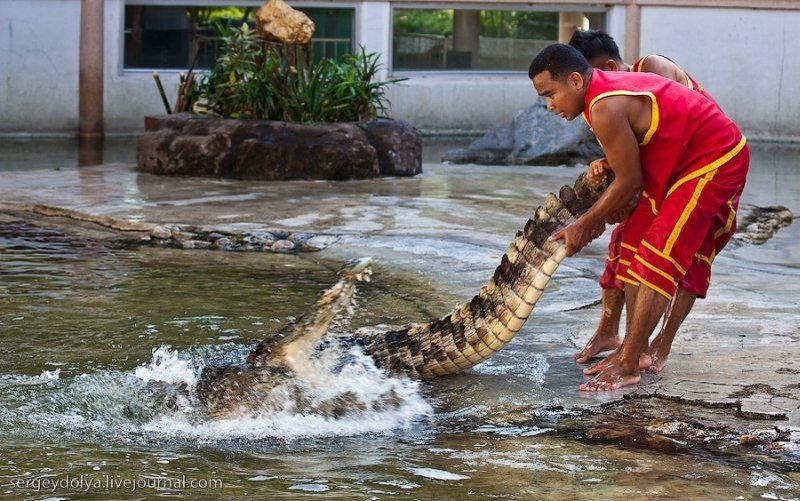 Crocodile show, Million Years Stone Park, Pattaya, Thailand