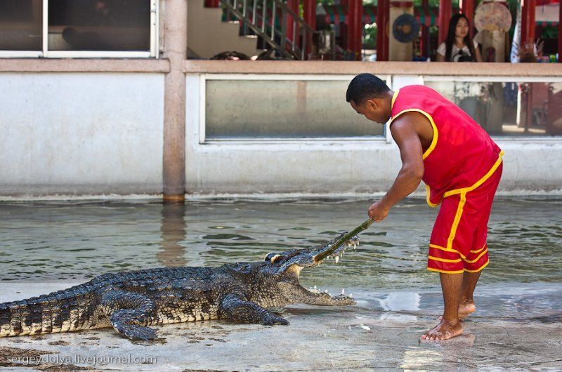 Crocodile show, Million Years Stone Park, Pattaya, Thailand