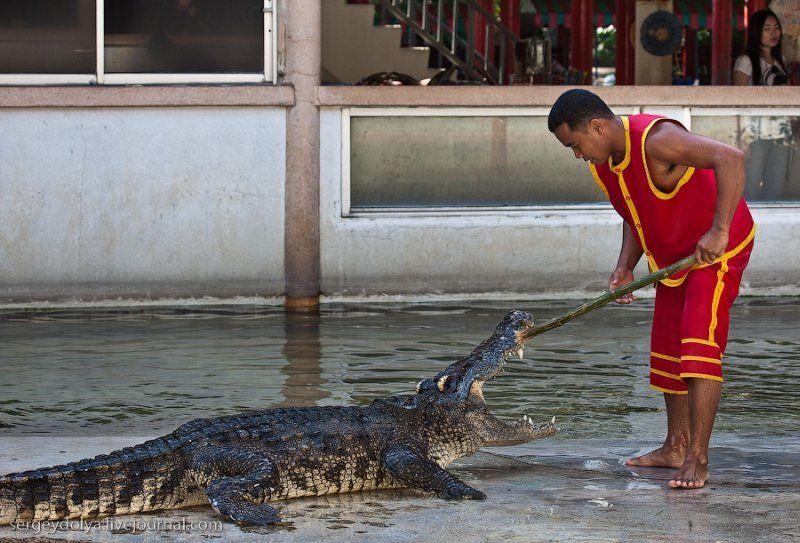 Crocodile show, Million Years Stone Park, Pattaya, Thailand