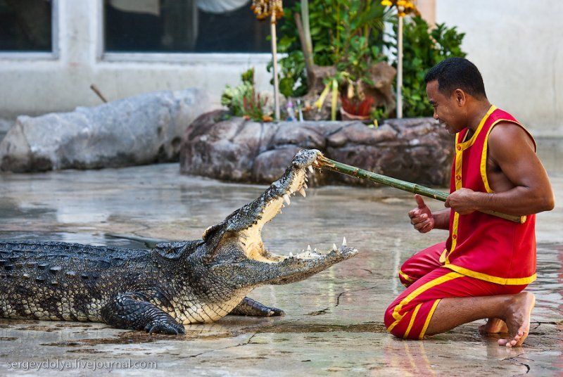 Crocodile show, Million Years Stone Park, Pattaya, Thailand