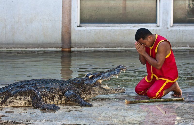 Crocodile show, Million Years Stone Park, Pattaya, Thailand