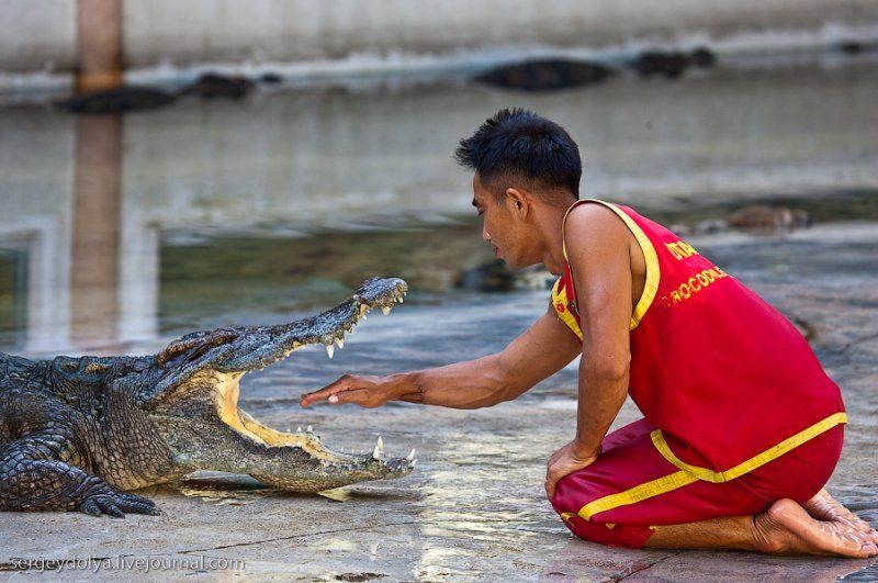 Crocodile show, Million Years Stone Park, Pattaya, Thailand