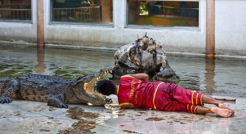 Crocodile show, Million Years Stone Park, Pattaya, Thailand