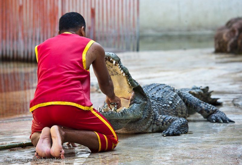 Crocodile show, Million Years Stone Park, Pattaya, Thailand