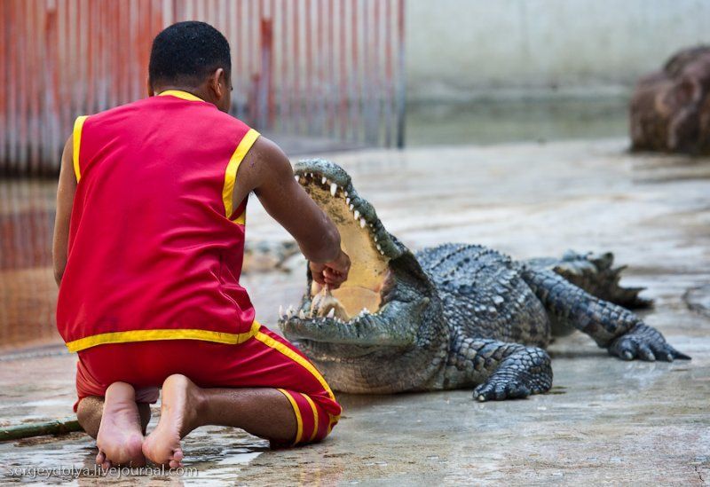 Crocodile show, Million Years Stone Park, Pattaya, Thailand