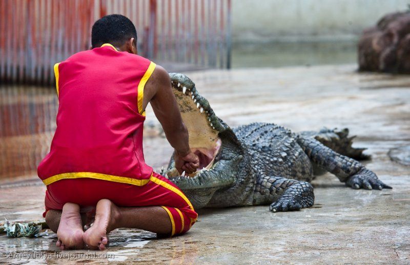 Crocodile show, Million Years Stone Park, Pattaya, Thailand