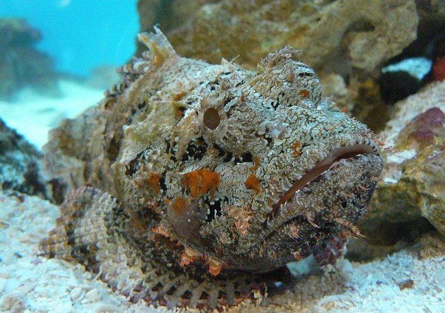 Synanceia, Stone Fish, one of the most toxic and ugliest sea animals