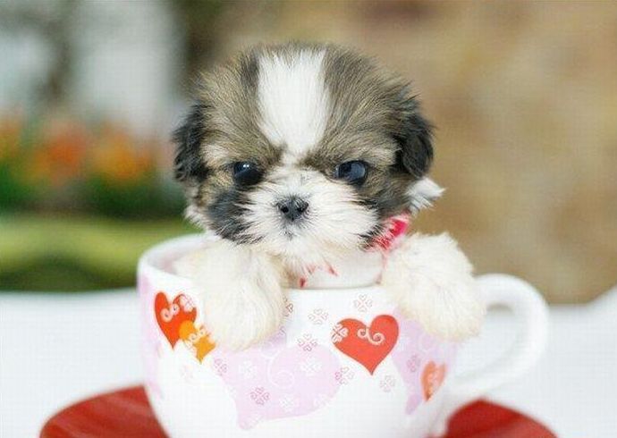 cute puppy dog