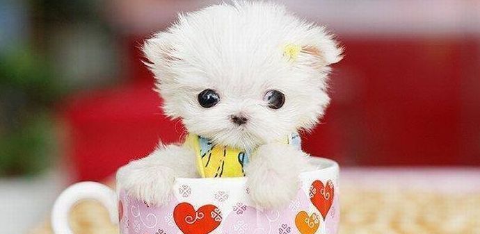 cute puppy dog