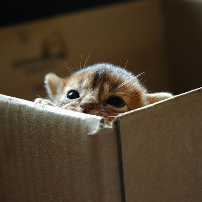 hiding cat