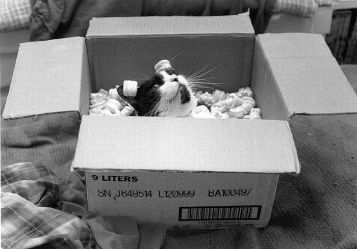 hiding cat