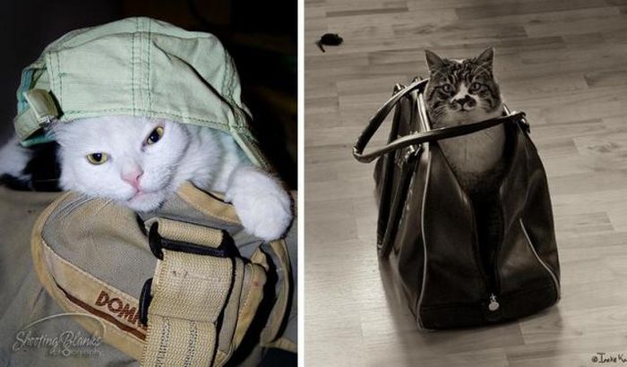 hiding cat