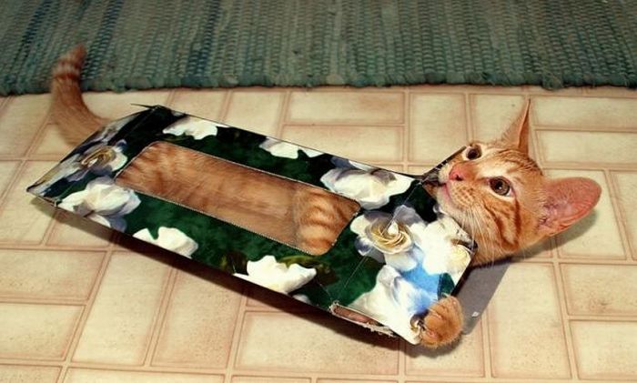 hiding cat